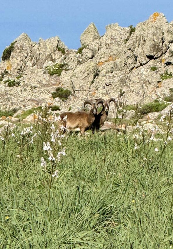 Trekking-organizato-di-gruppo-Isola-Capraia-Toscana-Ottobre-2026-3