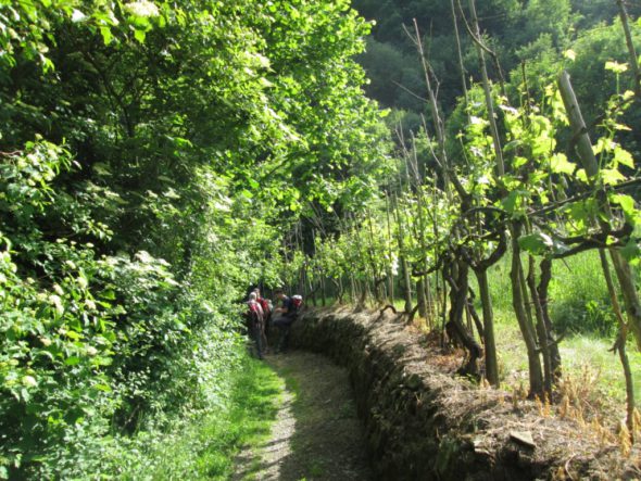 5 - FRANCIGENA LUNIGIANA