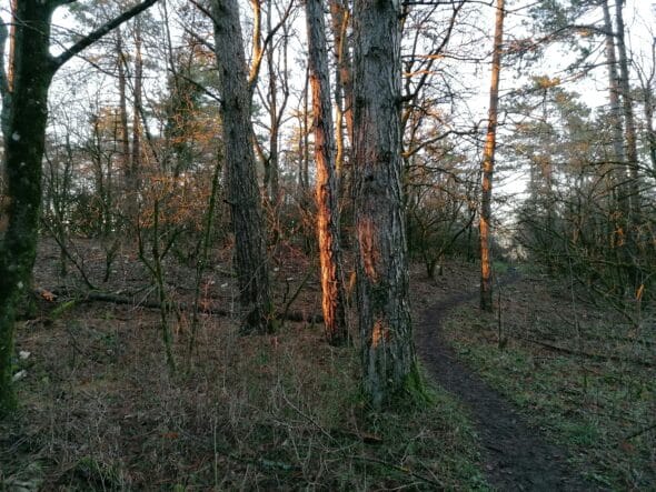 IMG_20201213_162610 - Copia