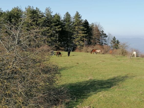 IMG_20210221_161626 - Copia