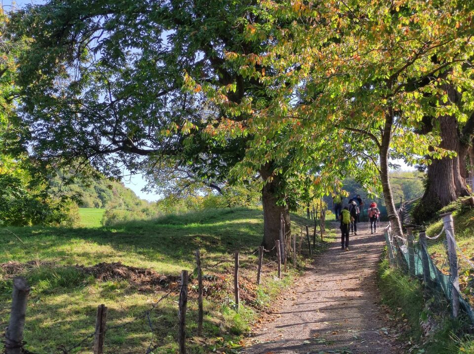 persone in cammino sotto una grande quercia