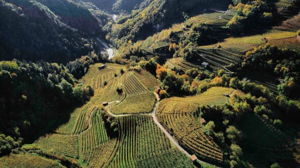 Autunno val di cembra_vigneti_Foto ETS M Dall'Agnol