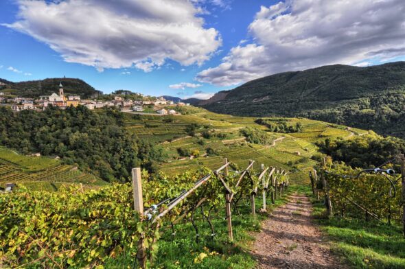 Vendemmia di Pinot - PH L Lona (12)