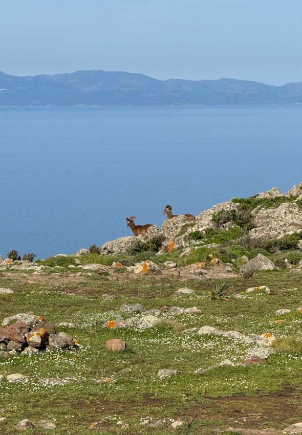 Trekking-organizzato-di-gruppo-Isola-Capraia-Toscana-8